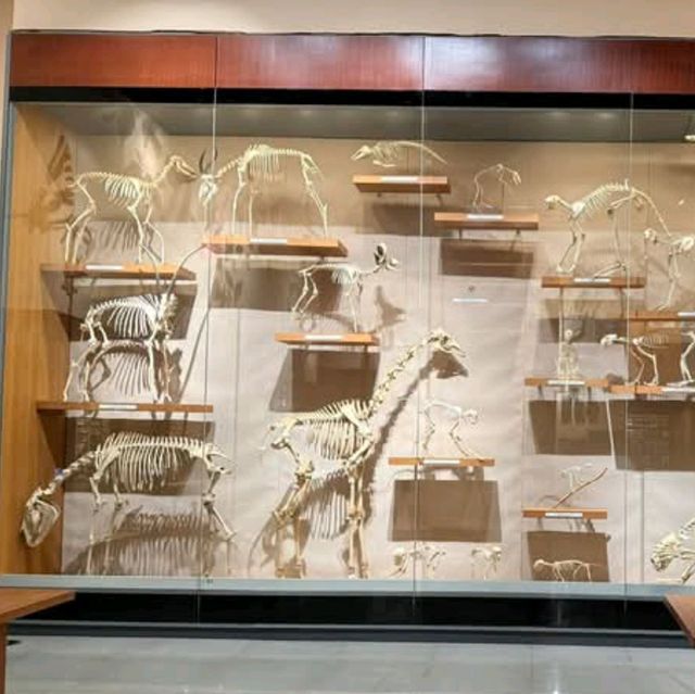สุดยอดพิพิธภัณฑ์ Shanghai Natural History Museum