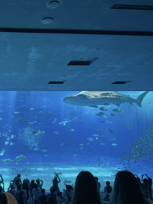 沖繩必去景點🐳美麗海水族館🐬🐠