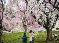 仙台西公園夢幻粉雪盛宴🌸 仙台櫻花滿開，一秒走進春日童話！        