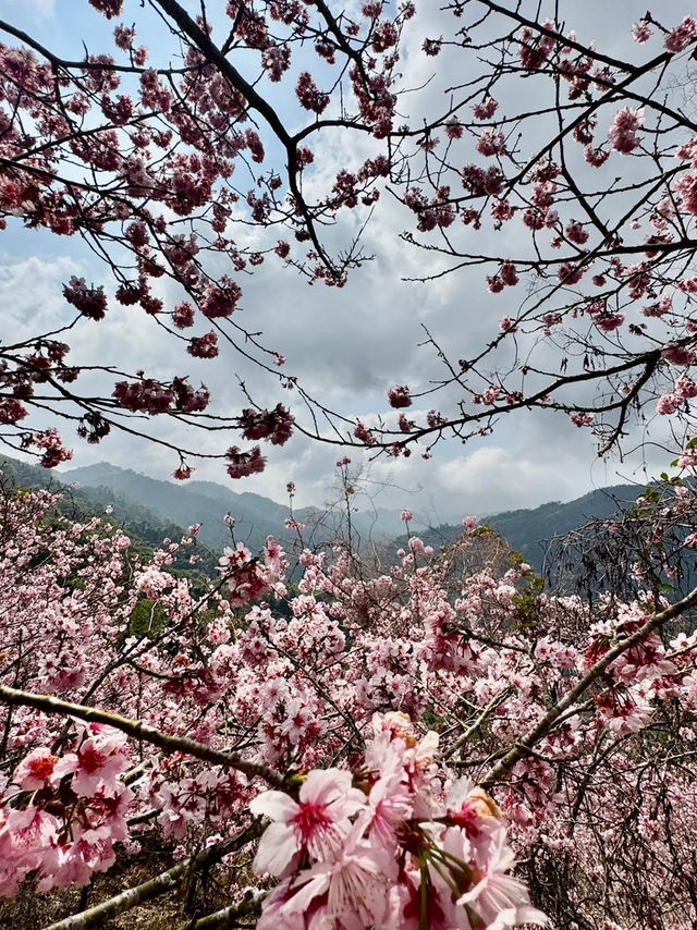 新社沐心泉：時時有花賞