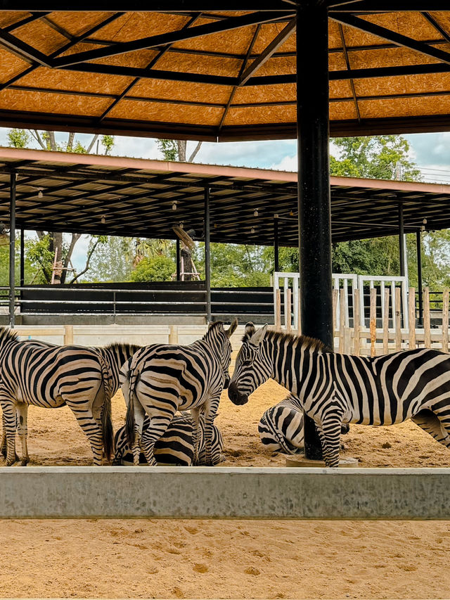 泰國曼谷必去景點🦒大城獅子動物園🐅🦓