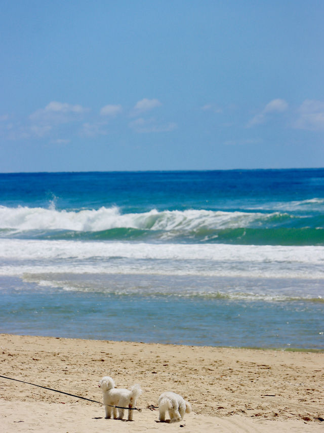 黃金海岸的浪潮奇蹟：Surfers Paradise探險 🏄‍♂️🌊