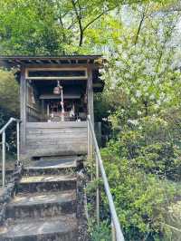 Hanamiyama Park ซากุระเต็มเขา เที่ยวฟุกุชิมะต้องมา