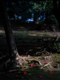 春の訪れを告げる🌸150本のしだれ梅と400本の椿『京都・城南宮】