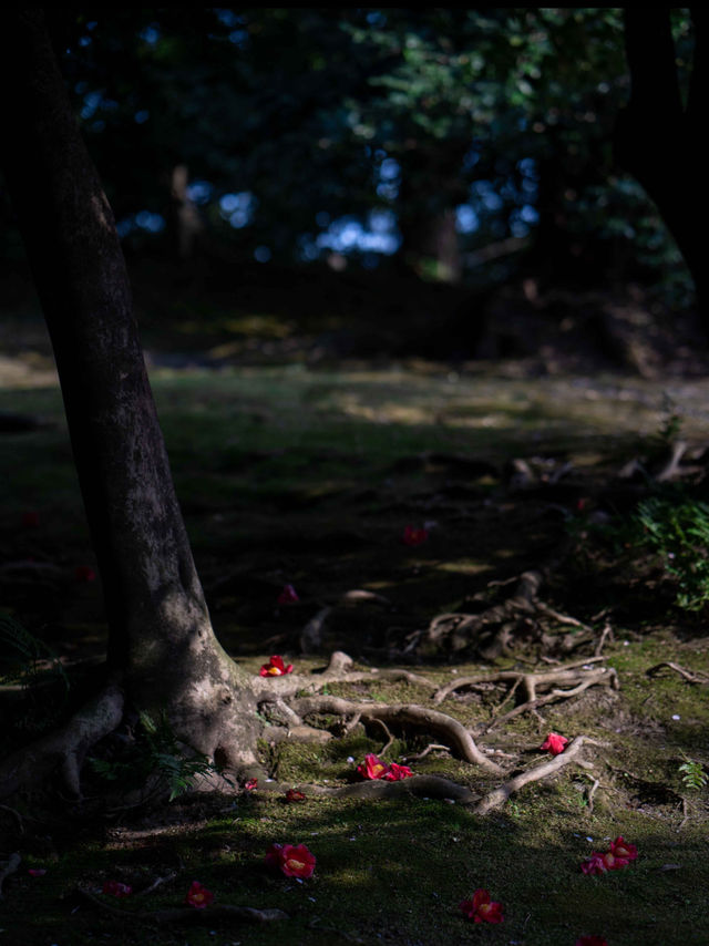 春の訪れを告げる🌸150本のしだれ梅と400本の椿『京都・城南宮】