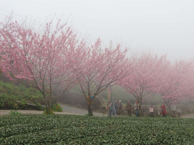中興製茶所櫻花美景