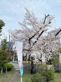 大阪 JO-TERRACE OSAKA 櫻花滿開 🌸✨