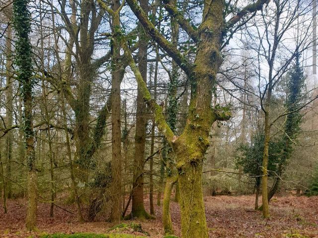 New Forest National Park