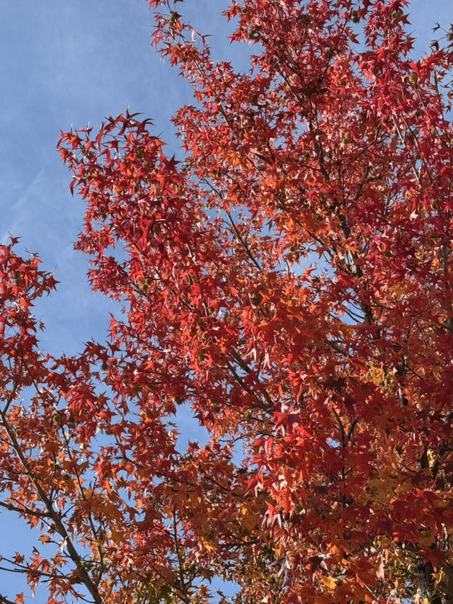 🍂 海天一色的豐州紅葉之旅 🌊