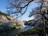 ซากุระริมคูน้ำที่ Chidorigafuchi เดินชิล พายเรือได้