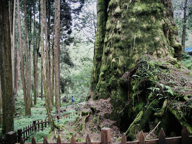 🌲水山巨木 ，一起在這片壯麗的森林中，感受巨木的魅力與清新空氣的洗禮吧！🌳🚶‍♀️🌄