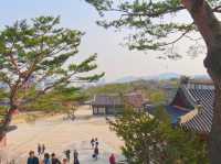 🌸따뜻한 봄에 나들이하기 좋은 곳, 서울 창경궁🏰🌳