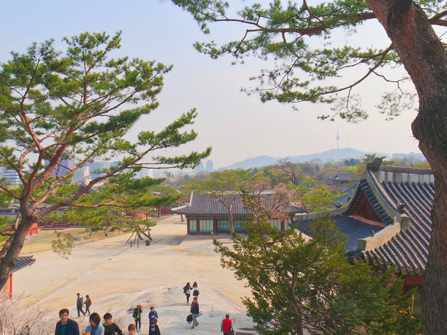 🌸따뜻한 봄에 나들이하기 좋은 곳, 서울 창경궁🏰🌳