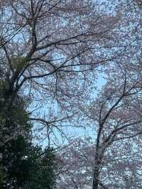 군산, 벚꽃보며 산책하기 좋은 곳