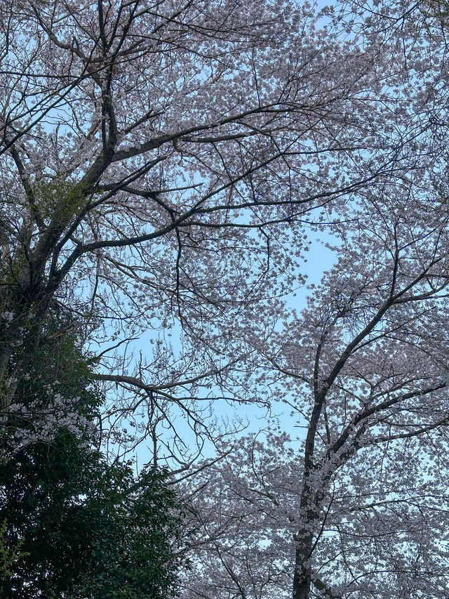 군산, 벚꽃보며 산책하기 좋은 곳