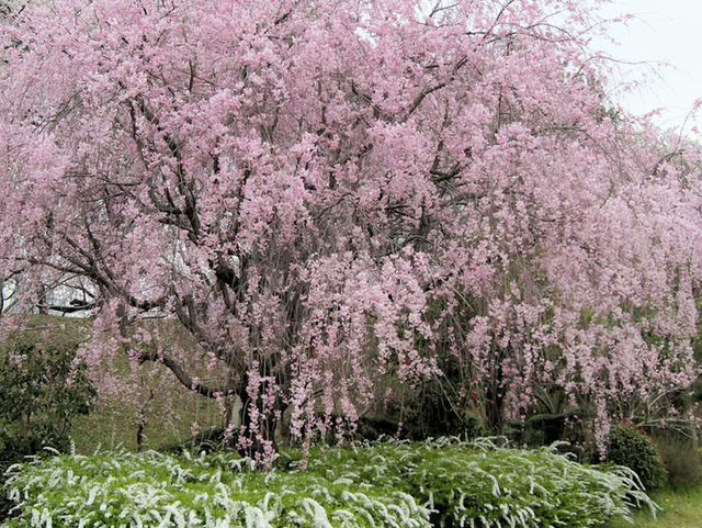 名古屋天守閣賞櫻美景