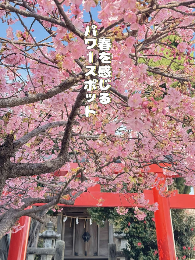 【熱海】超穴場スポット!!源泉を護る神社・走湯神社