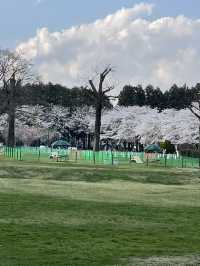 【栃木×春の那須旅】  ソメイヨシノを中心とした桜のトンネル
