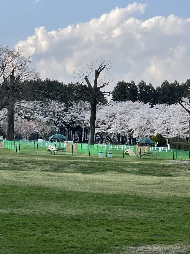 【栃木×春の那須旅】  ソメイヨシノを中心とした桜のトンネル