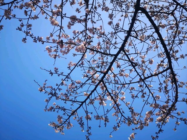 GALA Yuzawa เล่นหิมะใกล้โตเกียว 