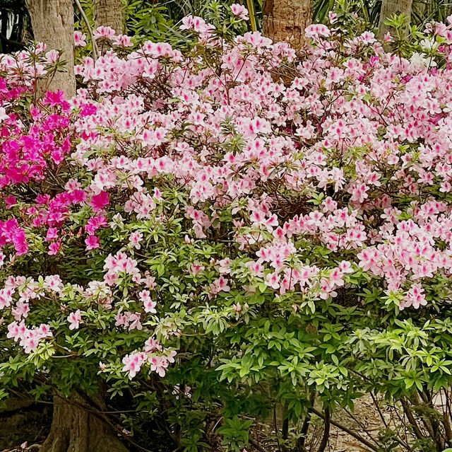 🌸 **遮打花園賞櫻花分享** 🌸