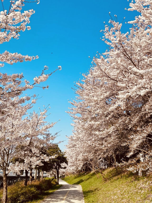 The Best Cycling Spot in Busan!