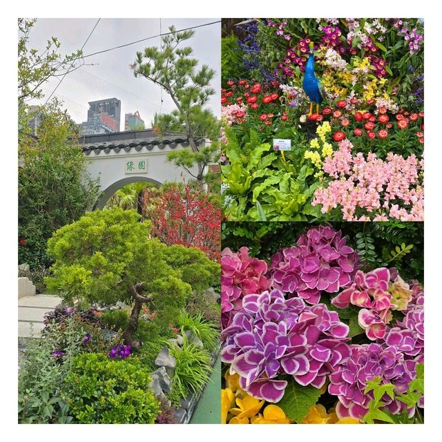 🌸鬧市中的驚喜🌸