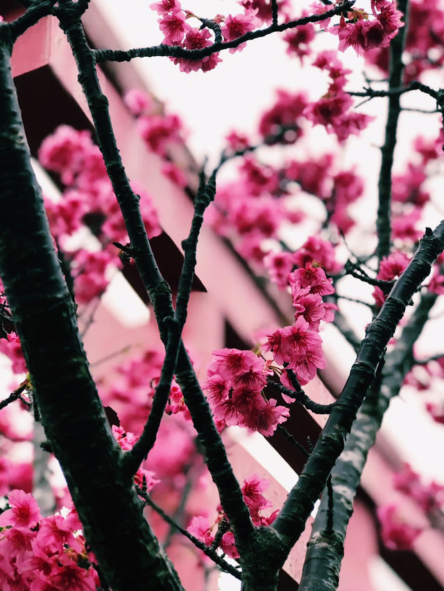 🌸 **沖繩 Sukubu Park 櫻花觀賞遊覽分享** 🌸