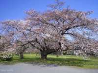 【東京】東大の附属施設でお花見！「小石川植物園」