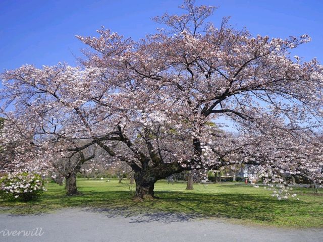 【東京】東大の附属施設でお花見！「小石川植物園」
