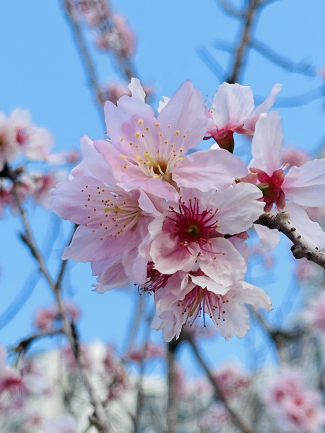 大埔海濱公園櫻花