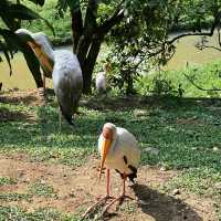 新加坡飛禽公園～鳥類的天堂