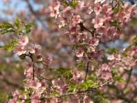 Cheery cheery Cherry Blossom