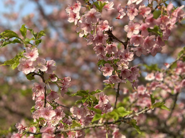 Cheery cheery Cherry Blossom