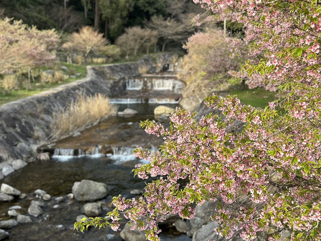 Cheery cheery Cherry Blossom