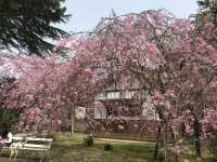 Chasing Sakura at Utsubuki Park