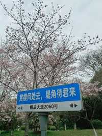 武漢賞櫻之旅：堤角公園賞櫻