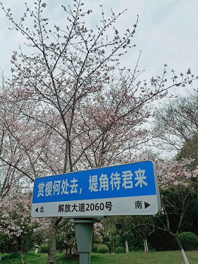 武漢賞櫻之旅：堤角公園賞櫻