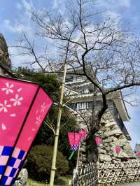Cherry Blossoms in Full Bloom: Spring at Hamamatsu Castle
