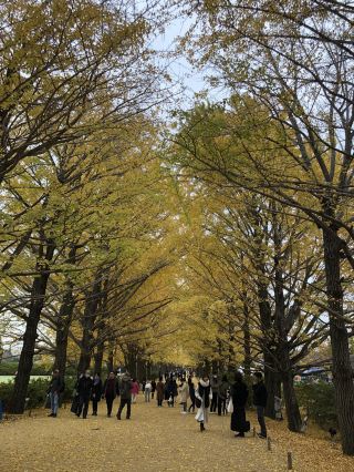 國營昭和紀念公園-在銀杏樹下野餐吧