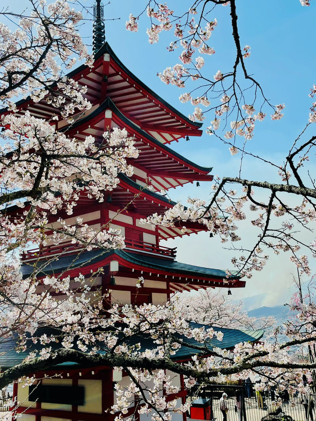 まるで日本の絵葉書✨新倉山浅間公園で絶景富士ビュー！