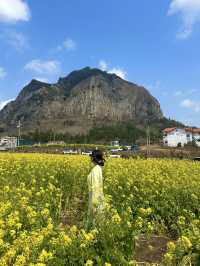 봄 제주하면 꼭 방문해야할 필수 스팟 🌼 