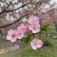 大山下的河津櫻花🌸