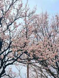 남양주 한적한 벚꽃 스팟!🌸