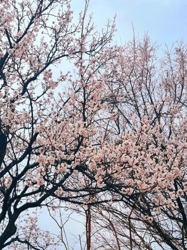 남양주 한적한 벚꽃 스팟!🌸