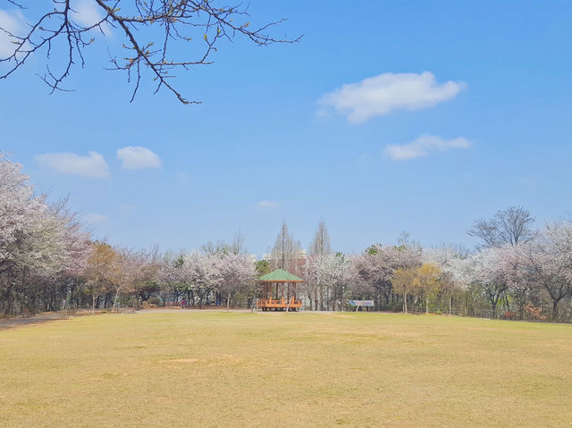 🌸서울 근교, 고양시 덕양구 지도공원 봄여행 장소 추천🌸