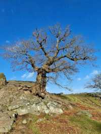 Bradgate Park