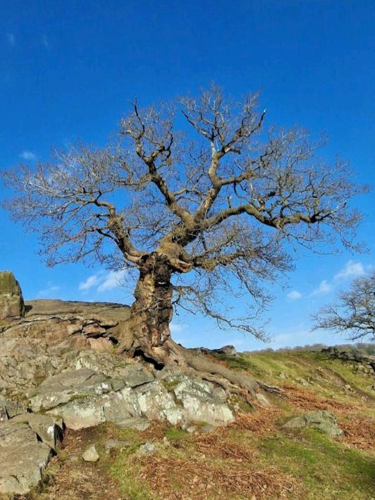Bradgate Park