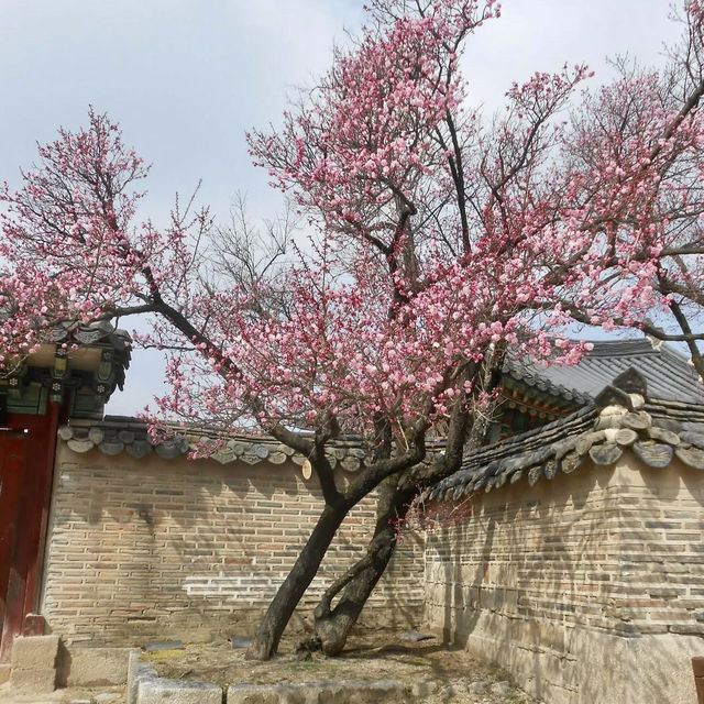 UNSECO TREASURE IN SEOUL | CHANGDEOKGUNG PALACE