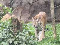 #珍珠野生動物園（Vinpearl Safari Phu Quoc）-越南富國島